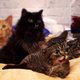 Image for article titled I Met Grumpy Cat and It Was Fucking Abysmal